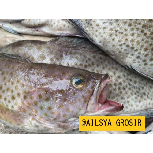 

Ikan Kerapu Segar - Ikan Laut Fresh 1 Kg