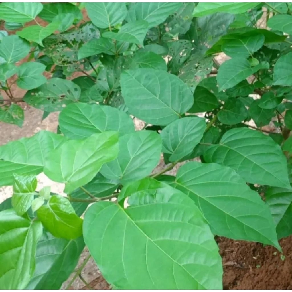 

500gram daun ki bangbara segar dan prees baru di petik obat herbal tradisional