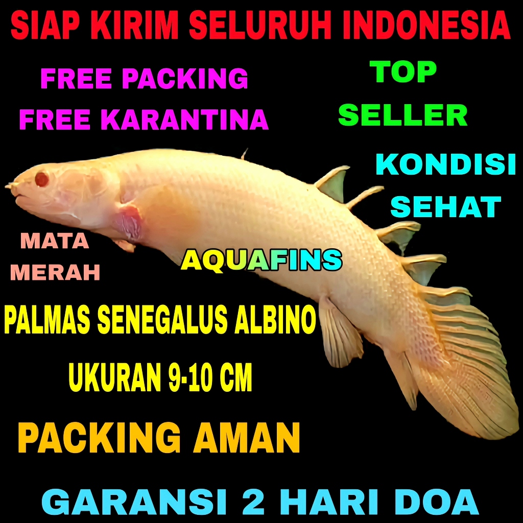 HIASAN PALMAS NAGA DRAGON FEAST POLYPTERUS SENEGALUS ALBINO UKURAN 9-10 CM