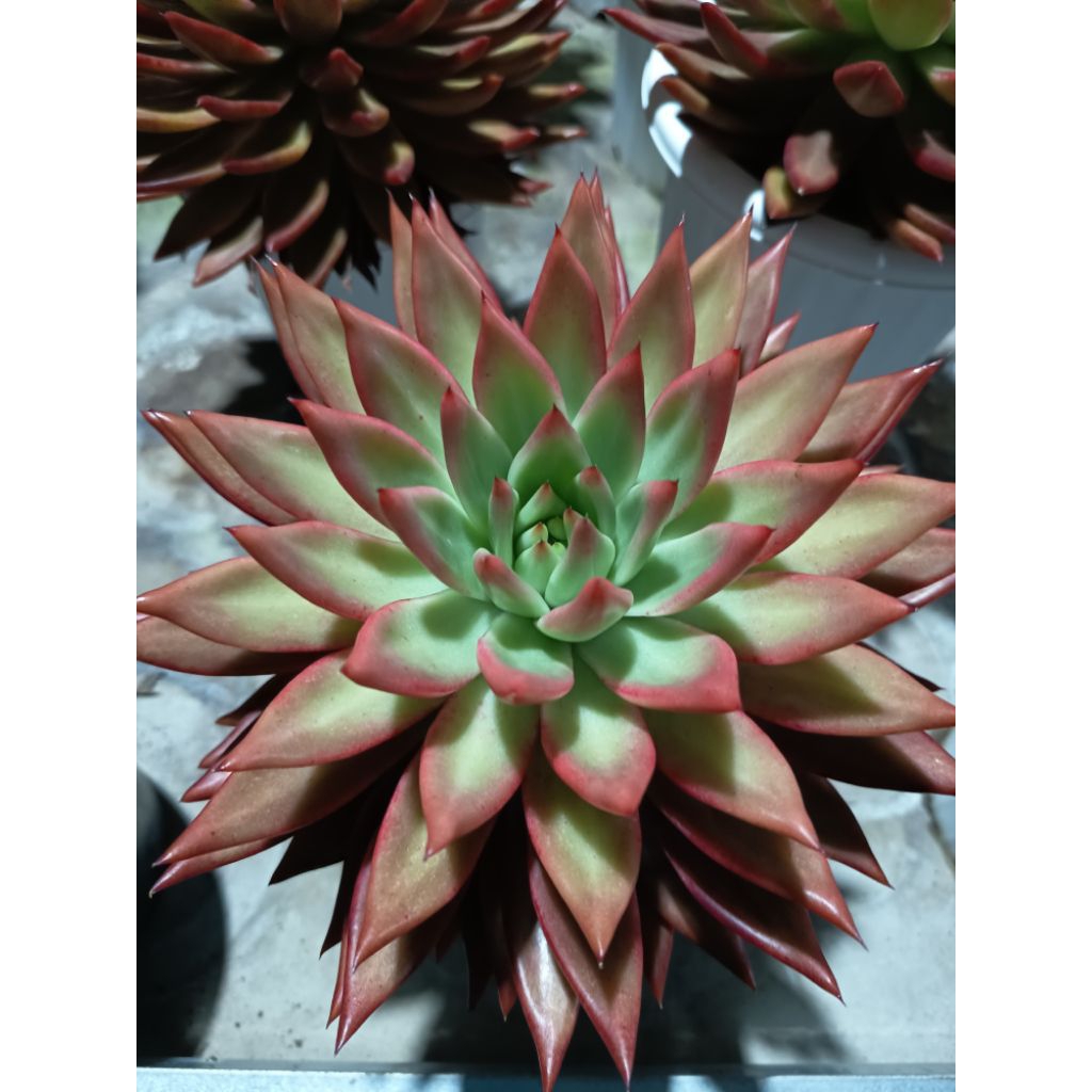 Agavoides Frank reinelt
