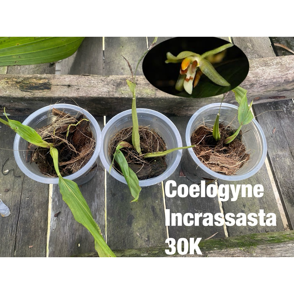 Anggrek Coelogyne Incrassasta Var Sumatrana