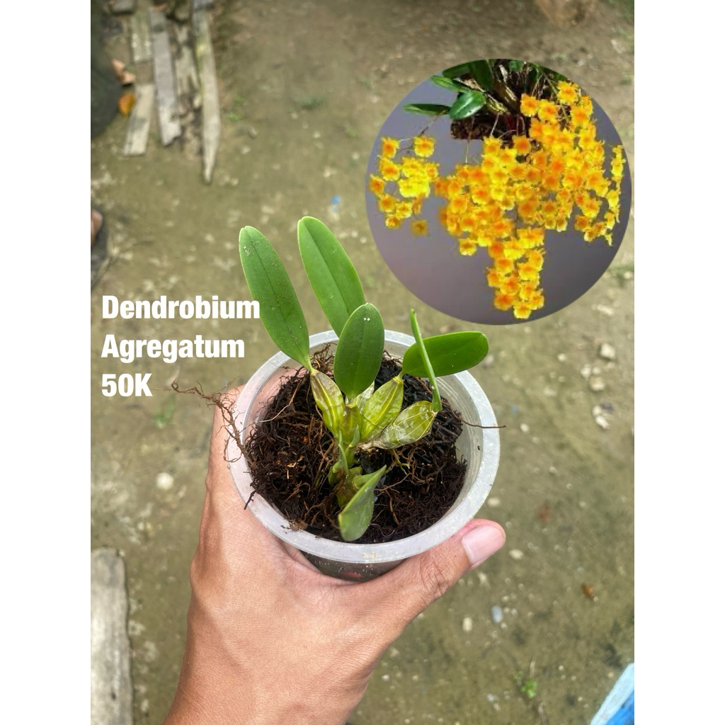 Anggrek Dendrobium Agregatum
