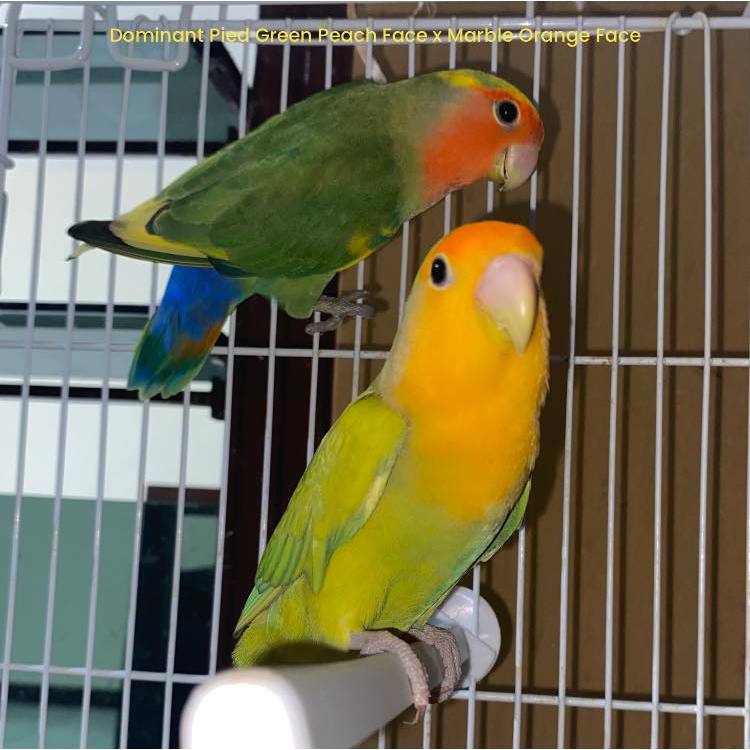 ParrotBoys - Burung Lovebird Induk Nonklep / Holland / Roseicollis - Pied Green Peach Face x Marble 