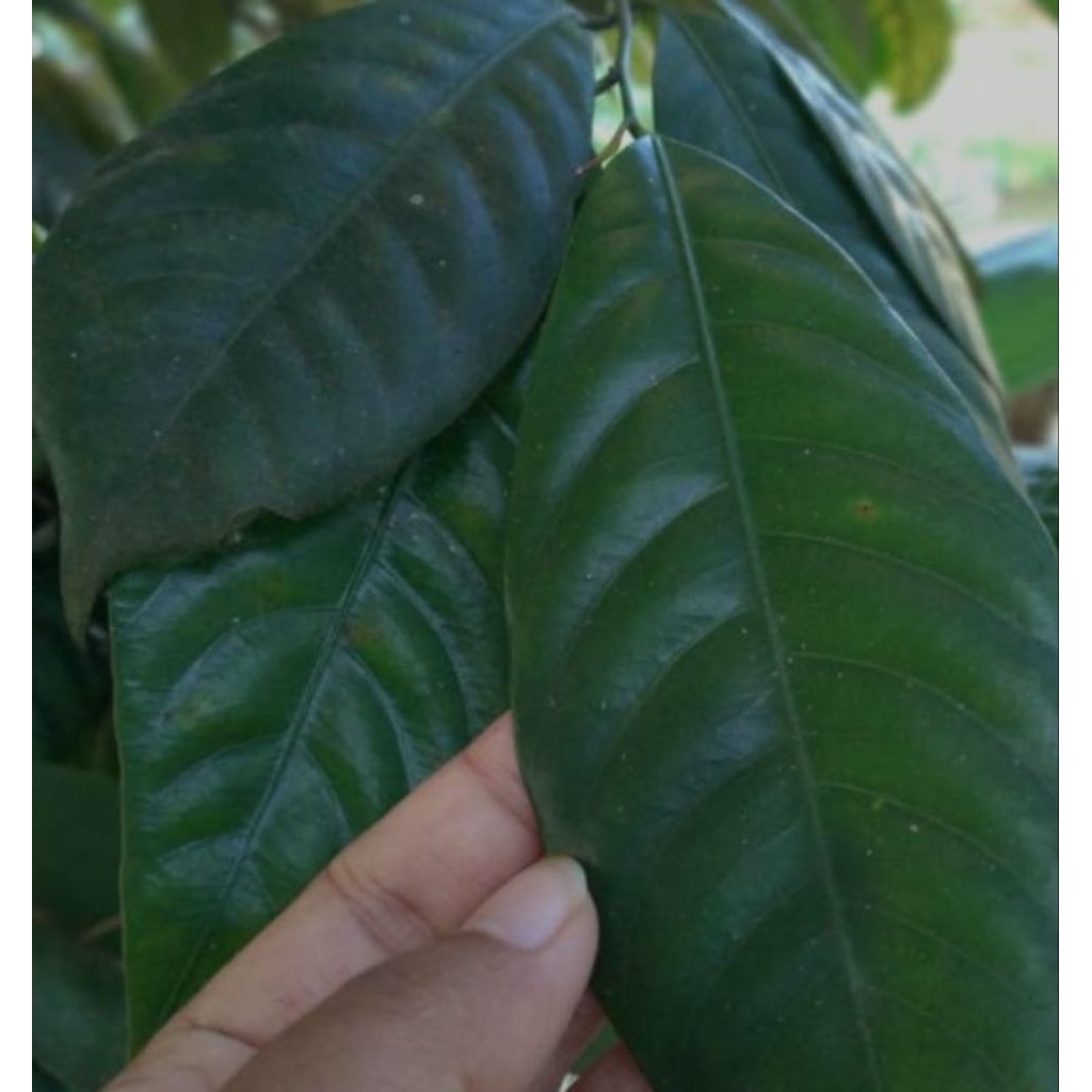 

daun pala segar 100 lembar obat herbal obat tradisional obat alami herbal alami