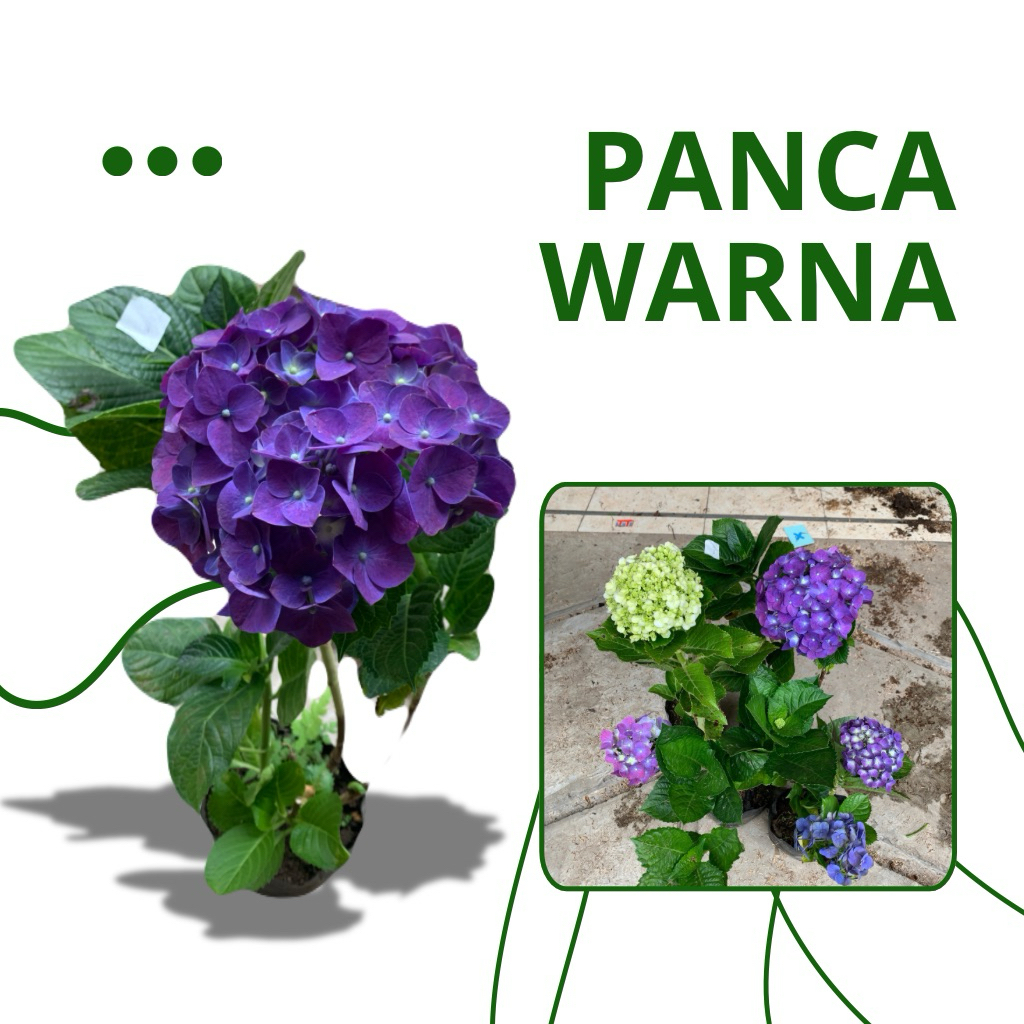 Bibit Tanaman Hidup Bunga Pancawarna Siap Berbunga - Bibit Tanaman Hortensia