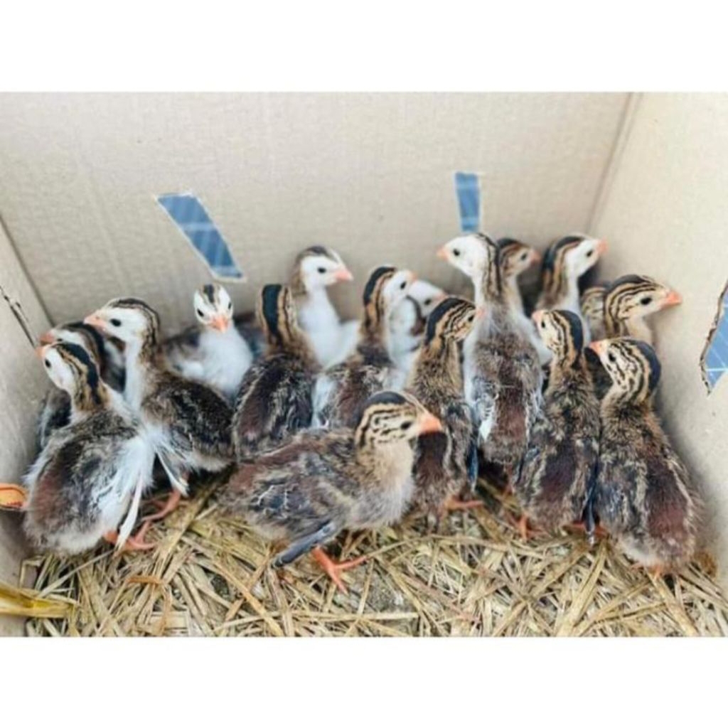 Ayam Mutiara - Anakan Ayam Mutiara - Bonus Vitamin