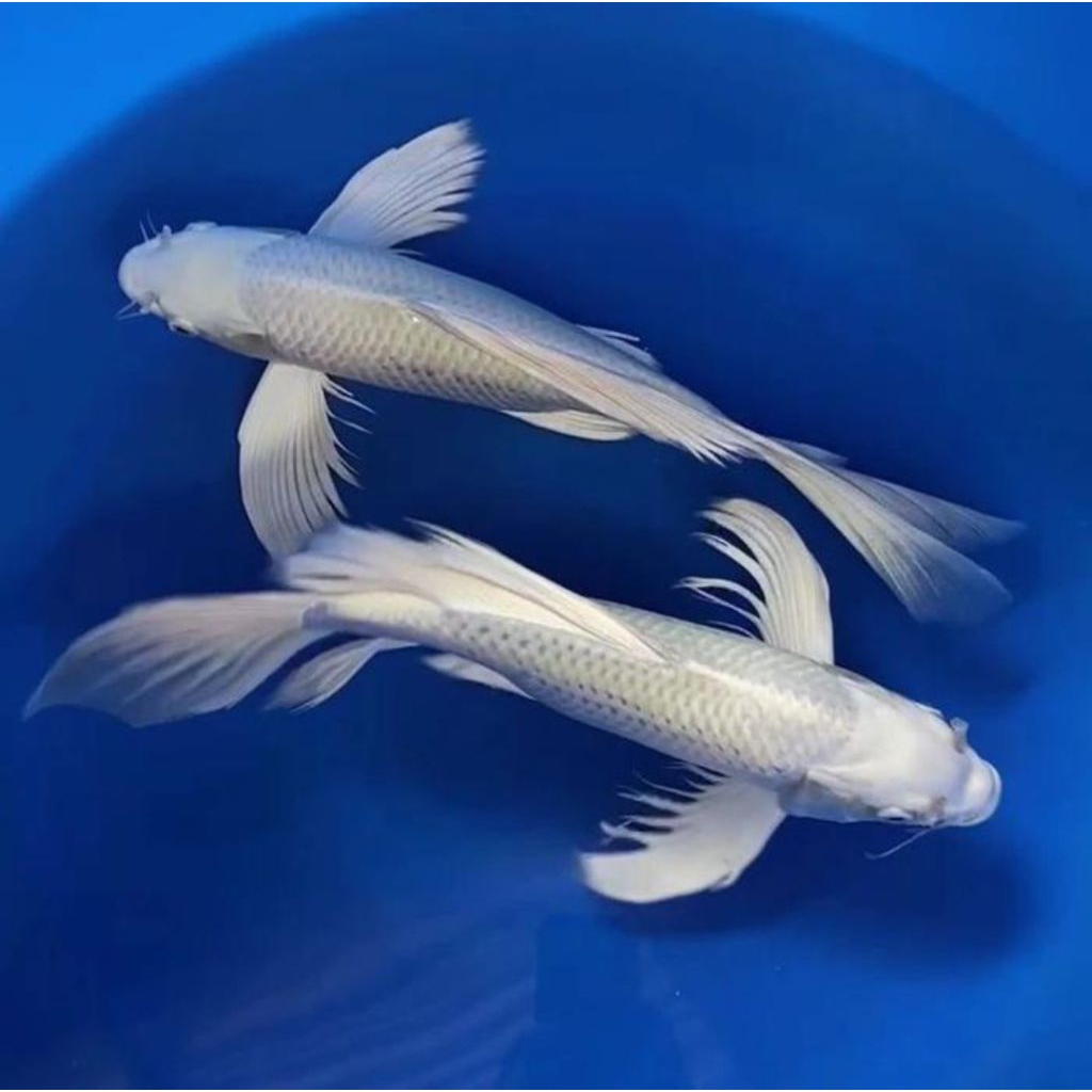 Ikan Koi Kumpay Platinum Size +/- 30-35 CM