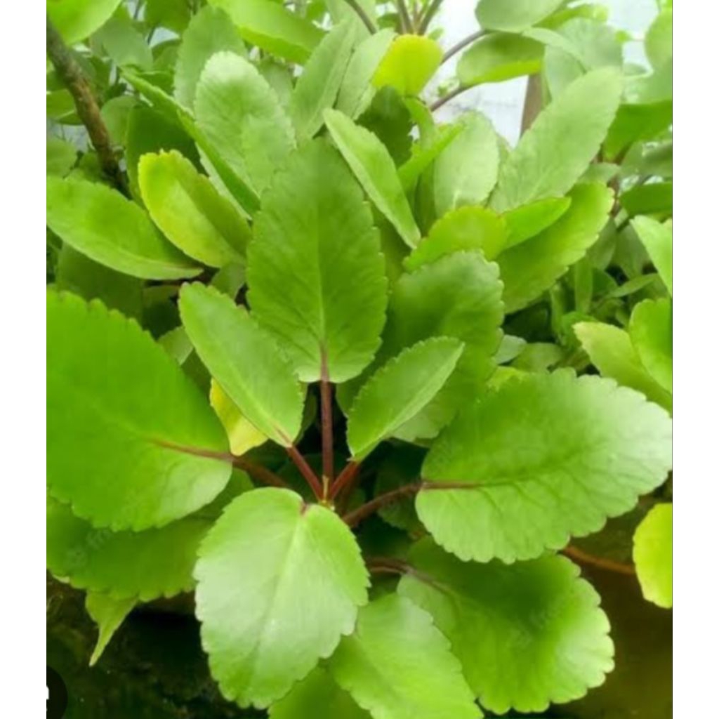 

Jual daun buntiris atau cocor bebek 250 g