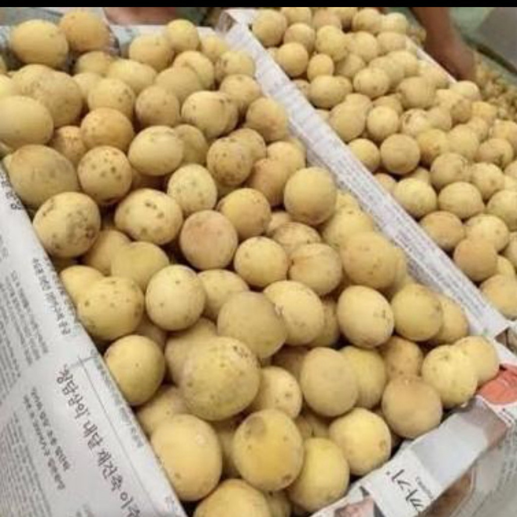 

Buah Duku Palembang ASLI 1Kg 1000 gram Manis Segar Kompring