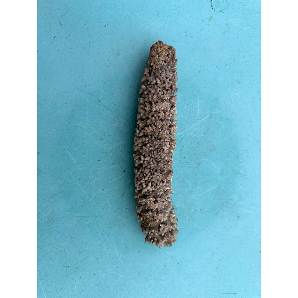 

Teripang Kering Nanas