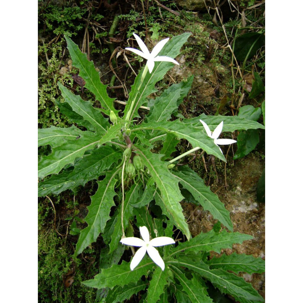 

dau kitolod herbal