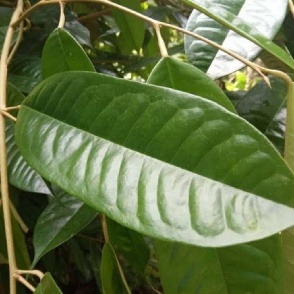 

DAUN DURIAN SEGAR 250 GRAM