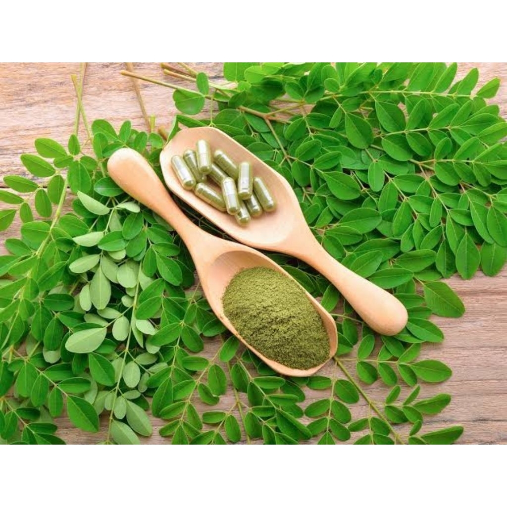 

Daun Kelor Segar Daun Moringa