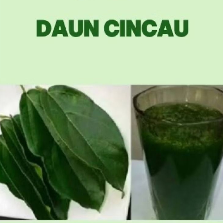 

DAUN CINCAU Pohon /PERDU /Cincau pohon Fresh(Baru petik) 100% Organik
