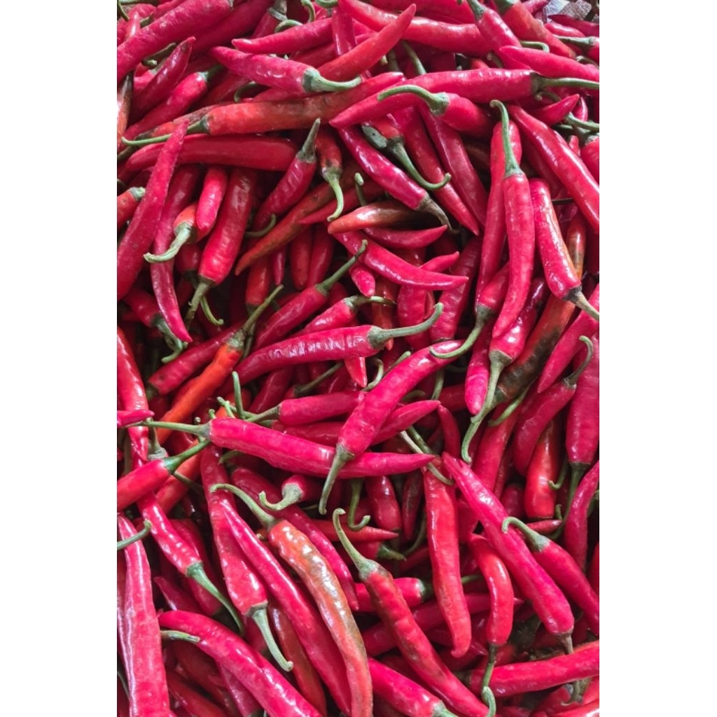 

CABE MERAH BESAR 1KG