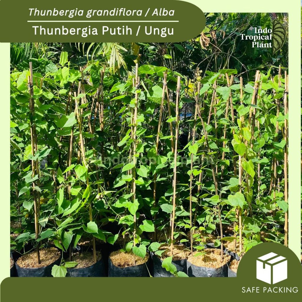 Tanaman Hias Thunbergia grandiflora alba / Thunbergia Putih / Thunbergia Ungu / Hiasan Taman