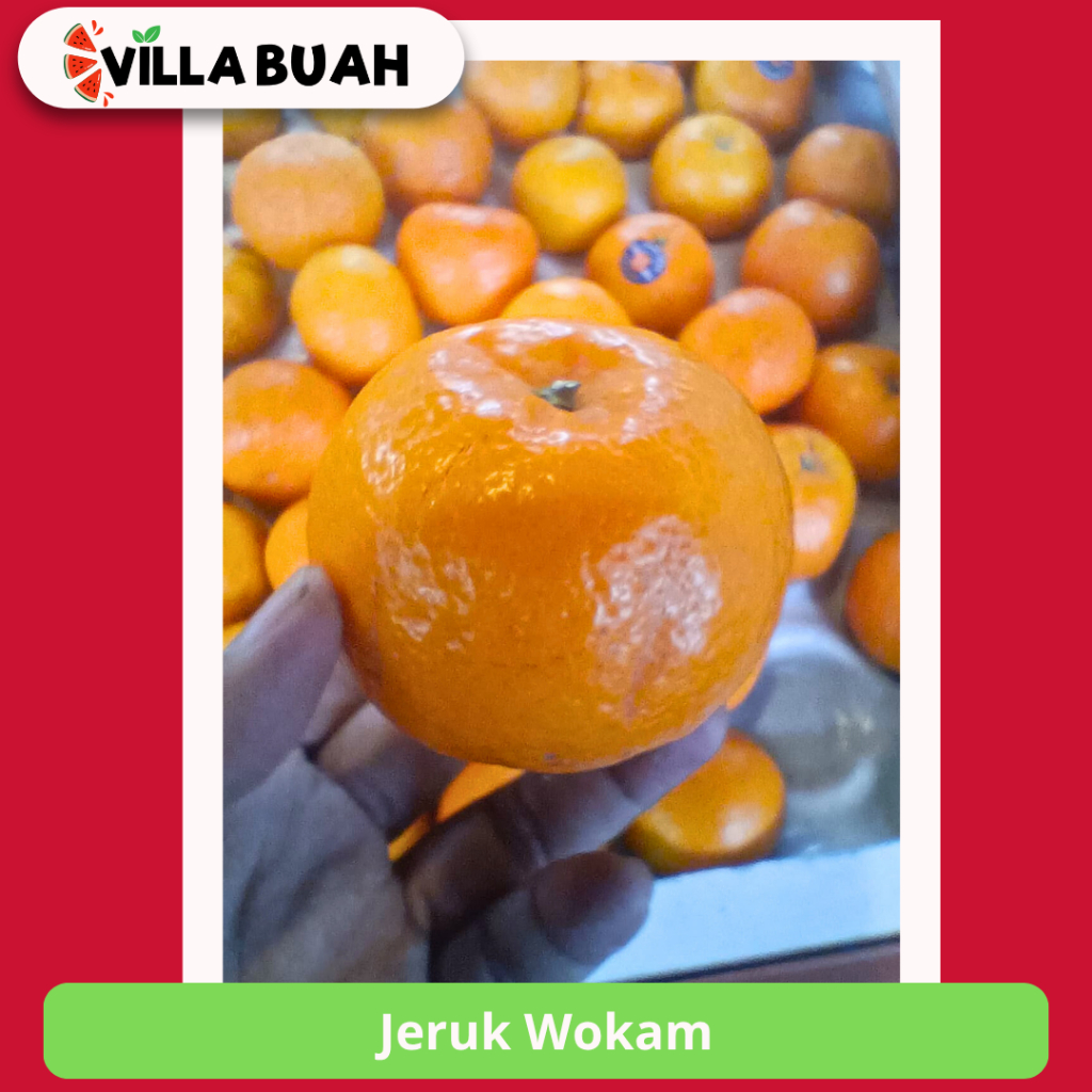 

Jeruk Wokam (500-550 gr)