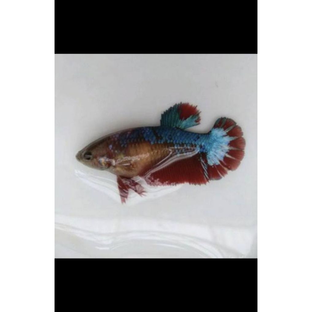 IKAN CUPANG HALFMOON BETINA FUL TELUR SIAP BREEDING