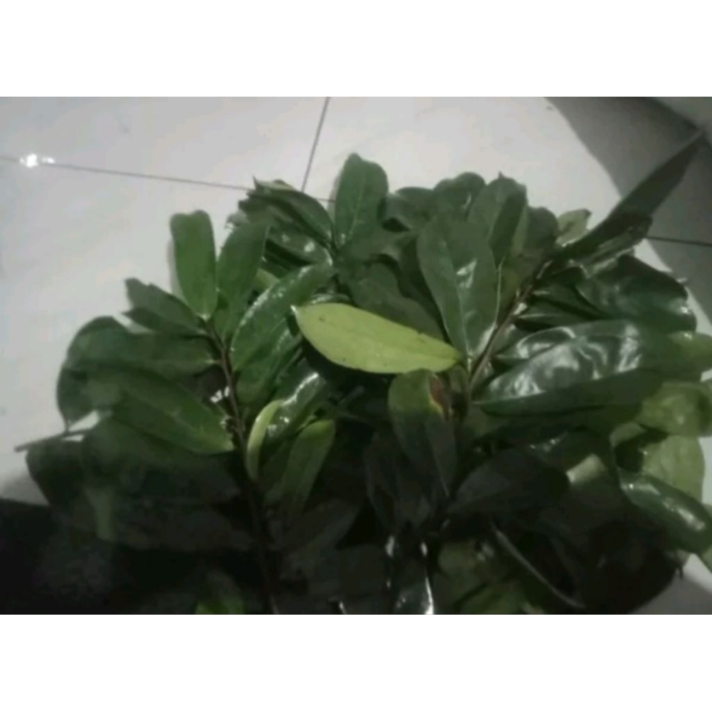 

Daun sirsak herbal 100 lembar segar