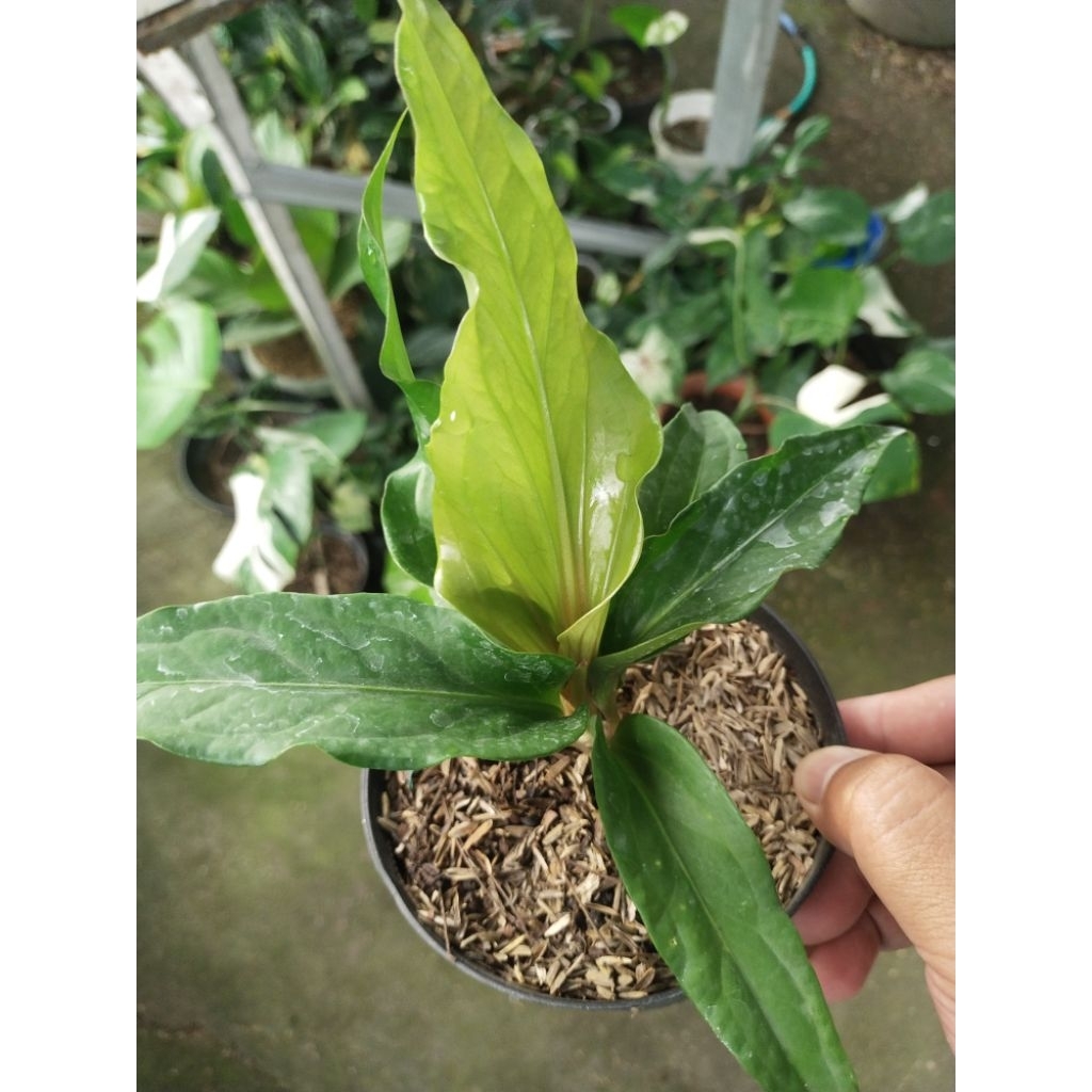 anthurium obor