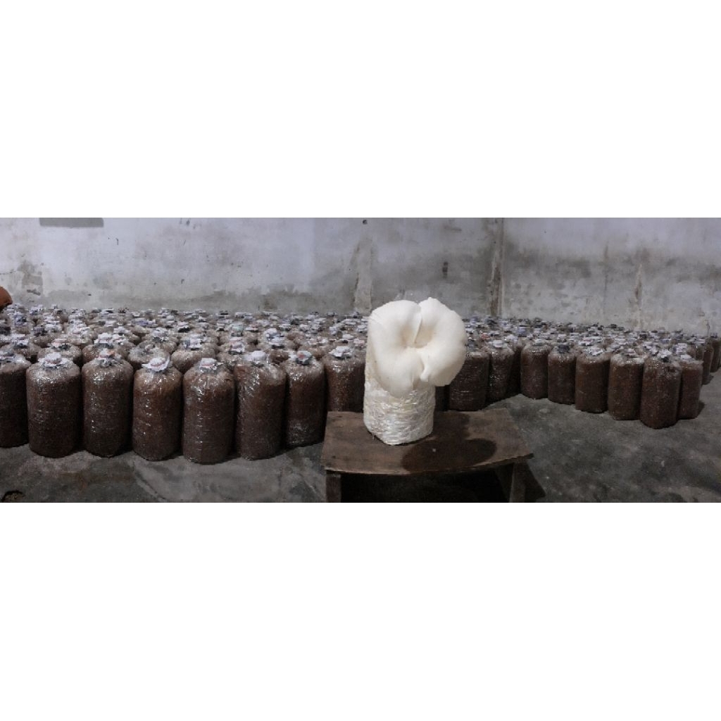 

Baglog Jamur Media Tanam Jamur Jamur Tiram Baglog Jamur Tiram