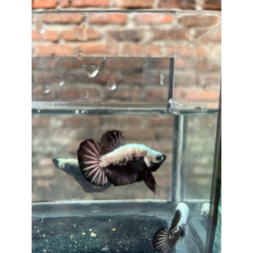 Cupang Plakat Black samurai