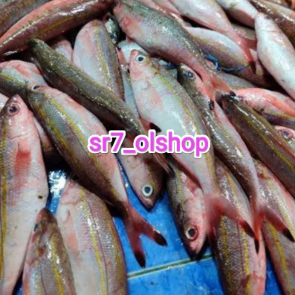 

Ikan Timun-timun/ Ikan Pisang-pisang