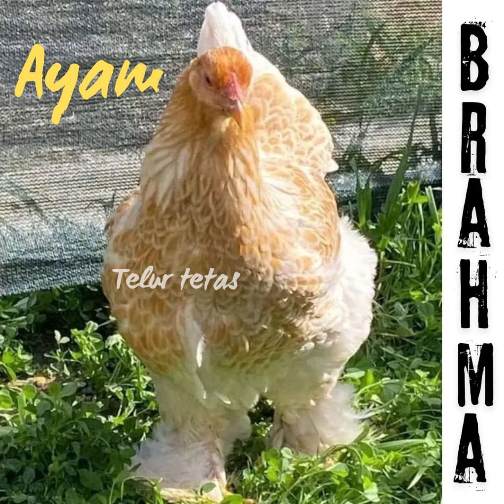 

telur ayam hias Brahma siap tetas