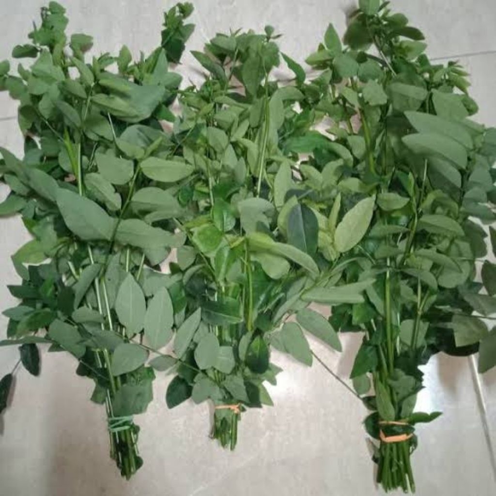 

Daun Katu