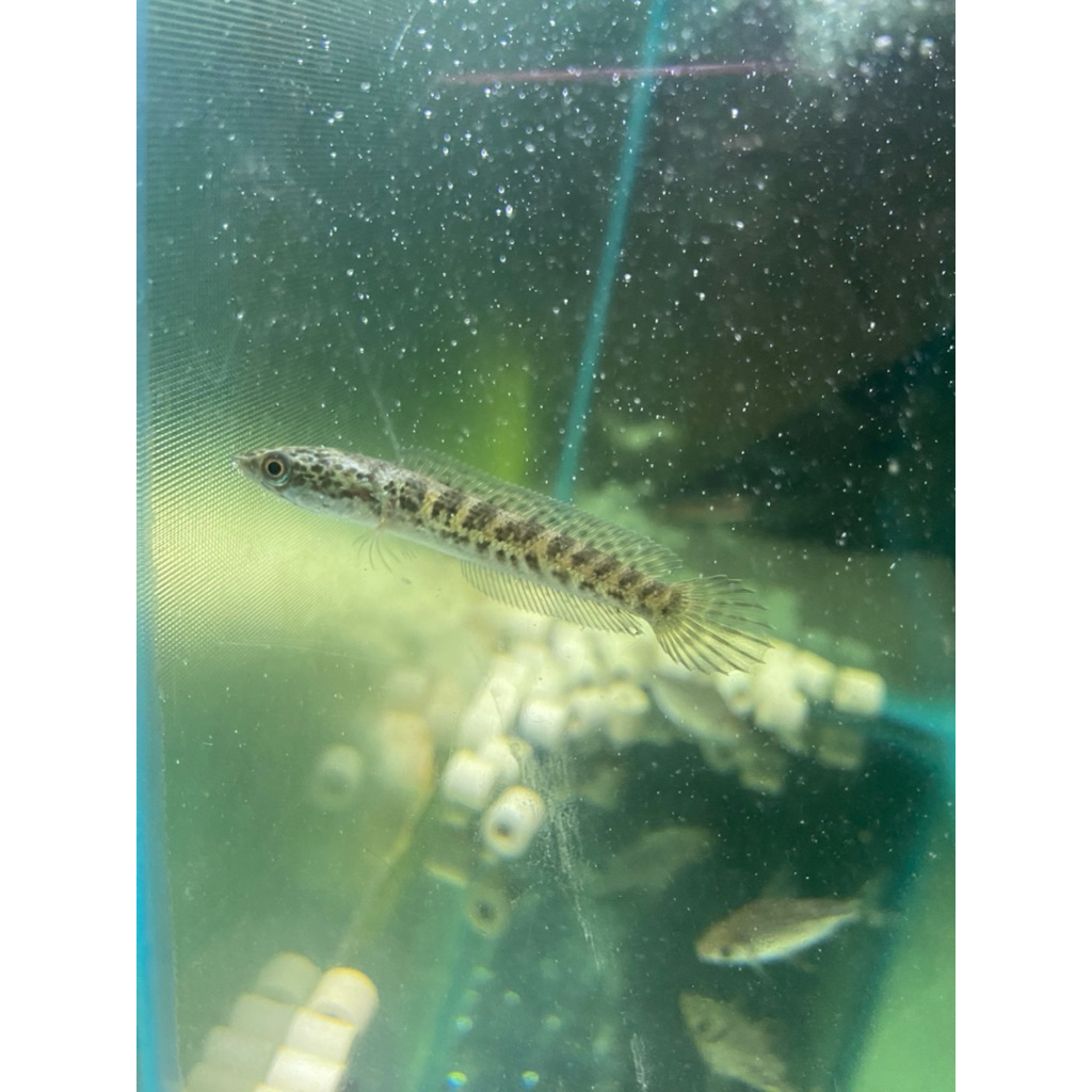 Auranti cb wc hiasan Aquarium chana