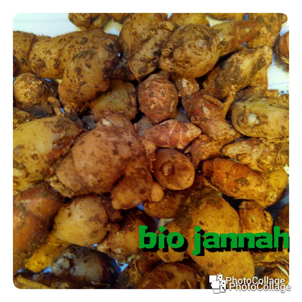 

Kencur Organik 250 gram