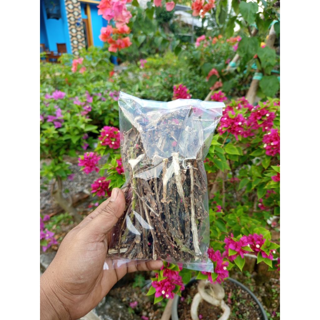 

butrowali kering berat 50g/rasa pahi/butrowali hutan asli