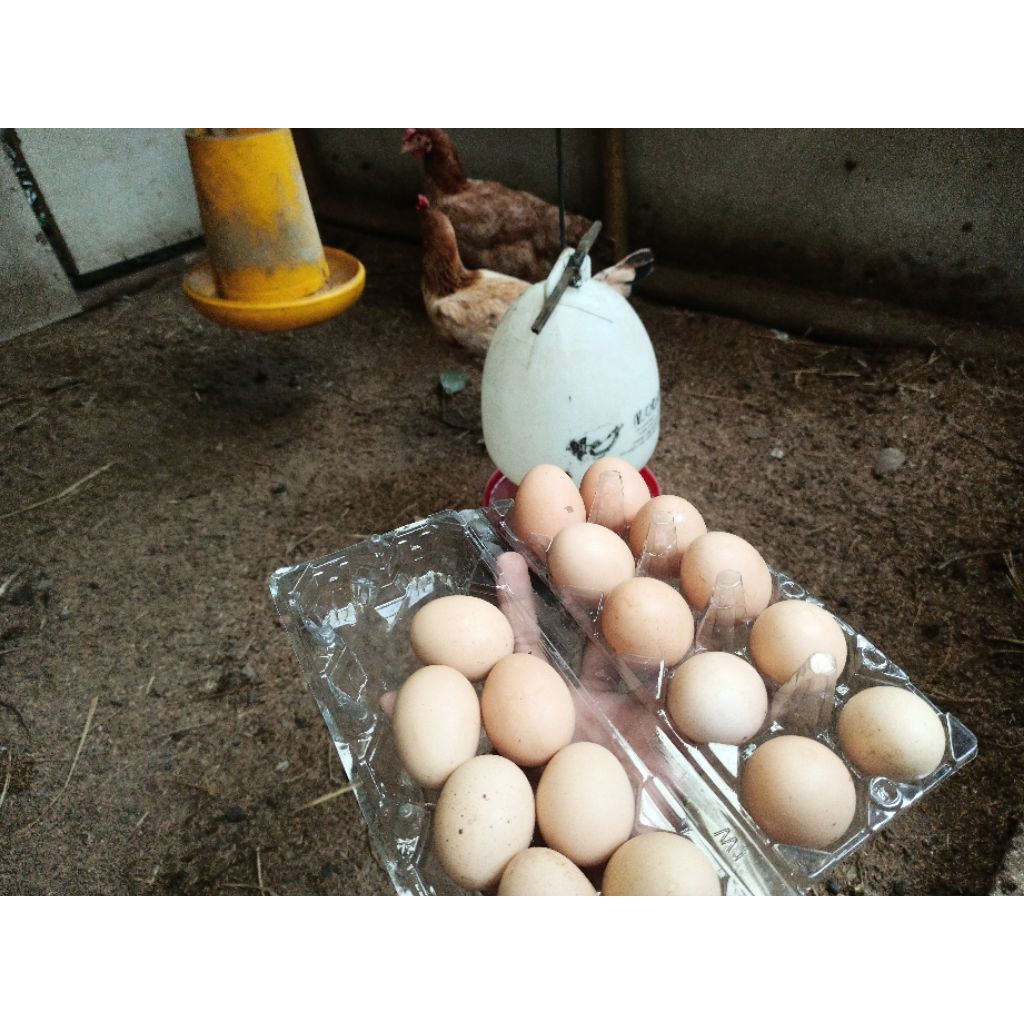 

telur ayam kampung unggul