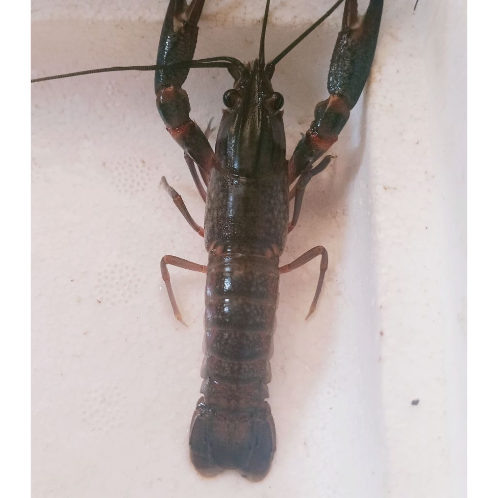 

Buku Gambar Lobster segar ukuran 4 inchi Air tawar jenis redclauw.