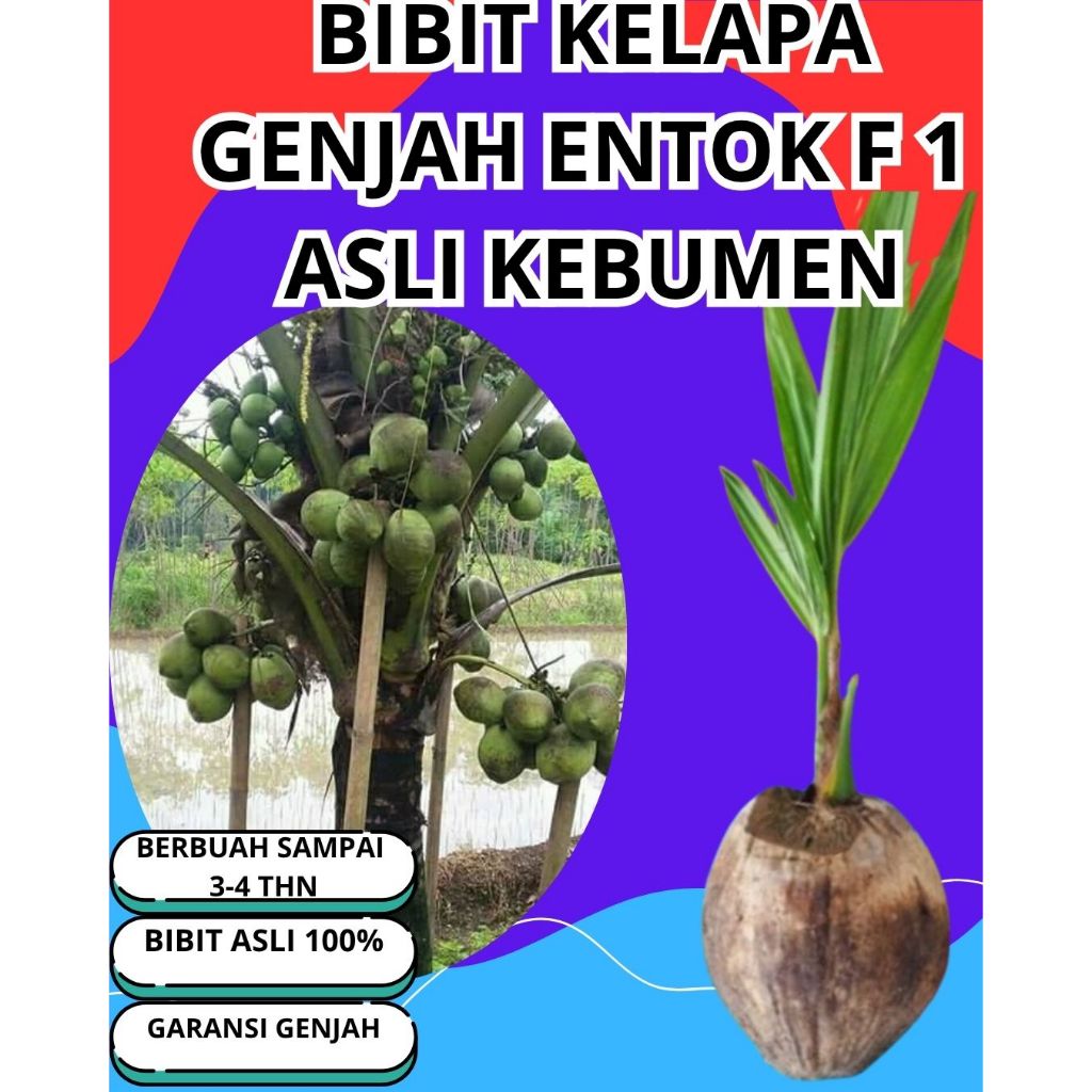 SUDAH DIKUPAS  Bibit Buah Kelapa Genjah Hibrida F1, Bibit Buah Kelapa Genjah Kebumen F1