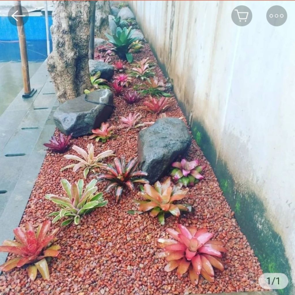 taman depan rumah minimalis