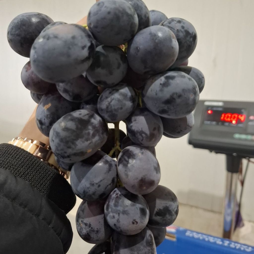 BUAH ANGGUR HITAM IMPORT AUSTRALIA 1 DUS/ KRANJANG