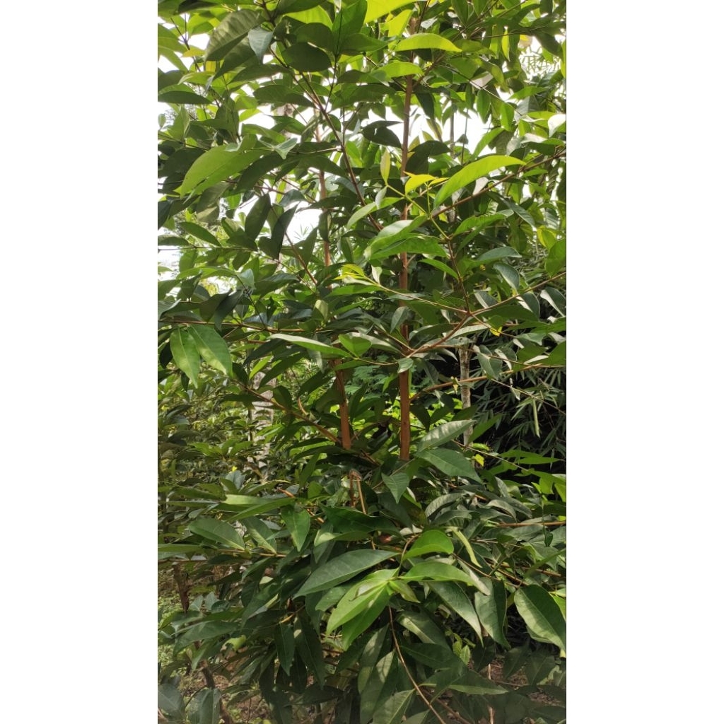 

Daun Salam Segar 200 lembar