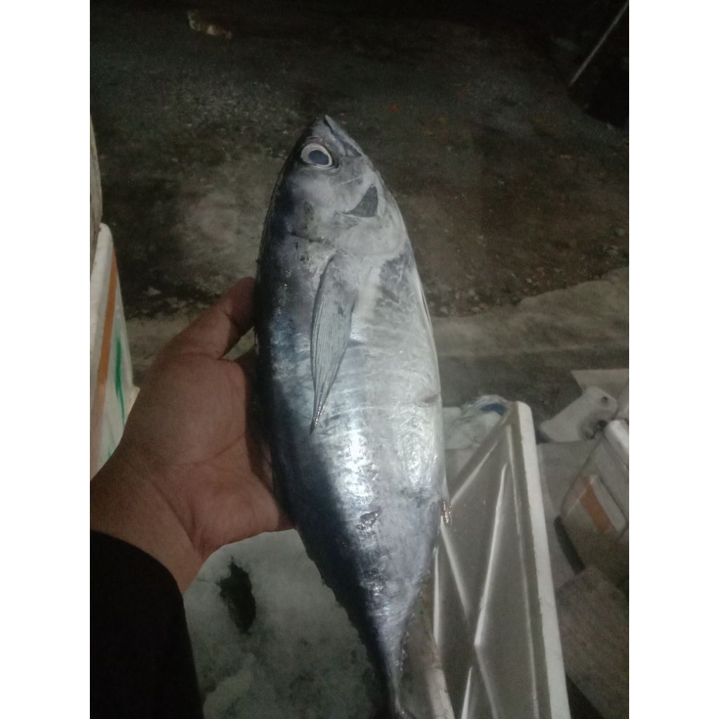 

Ikan Tuna