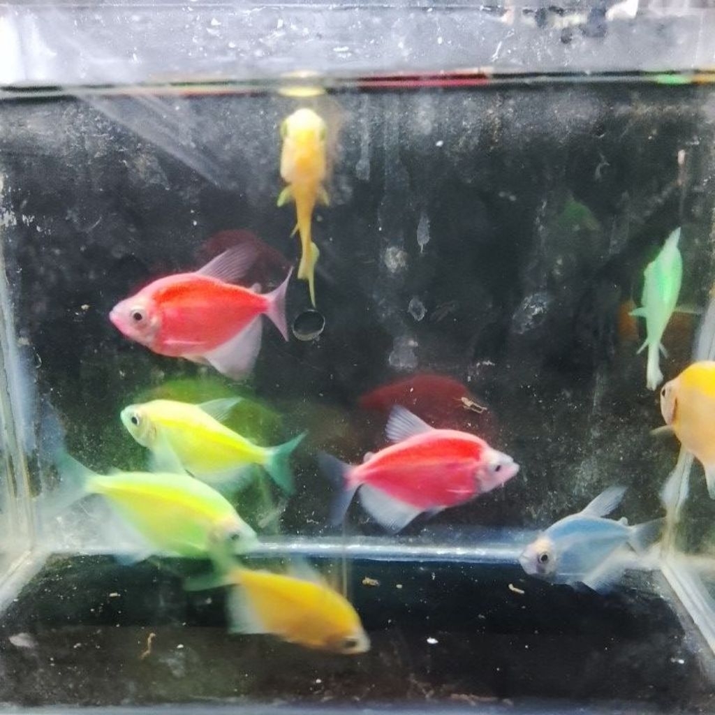 ikan glofish