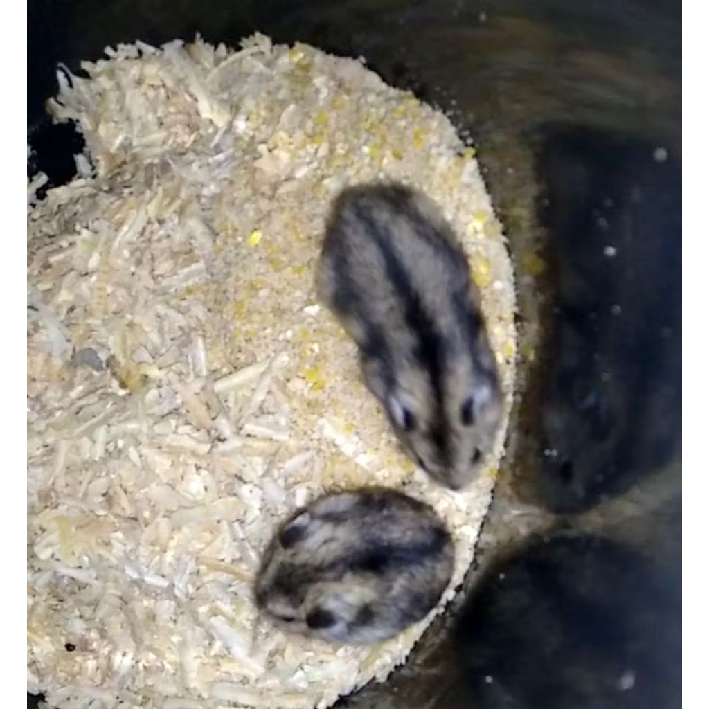 anakan hamster winter Tiger