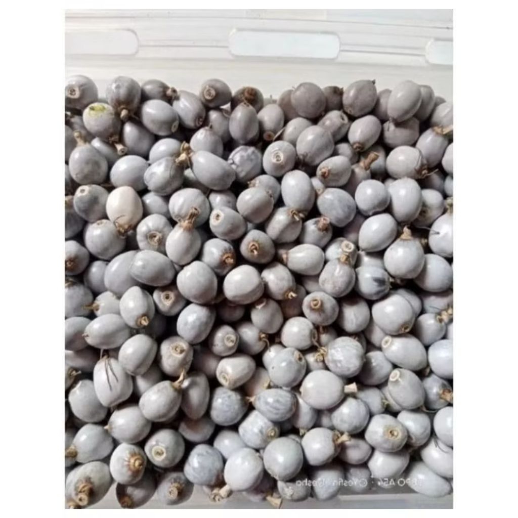 

JAGUNG JOLA JALI 50 BIJI MURAH