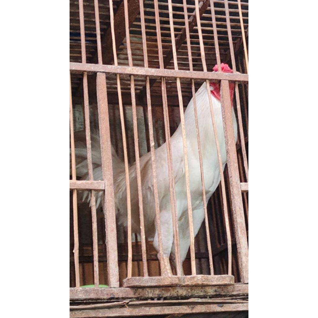 

AYAM JAGO PUTIH DEWASA
