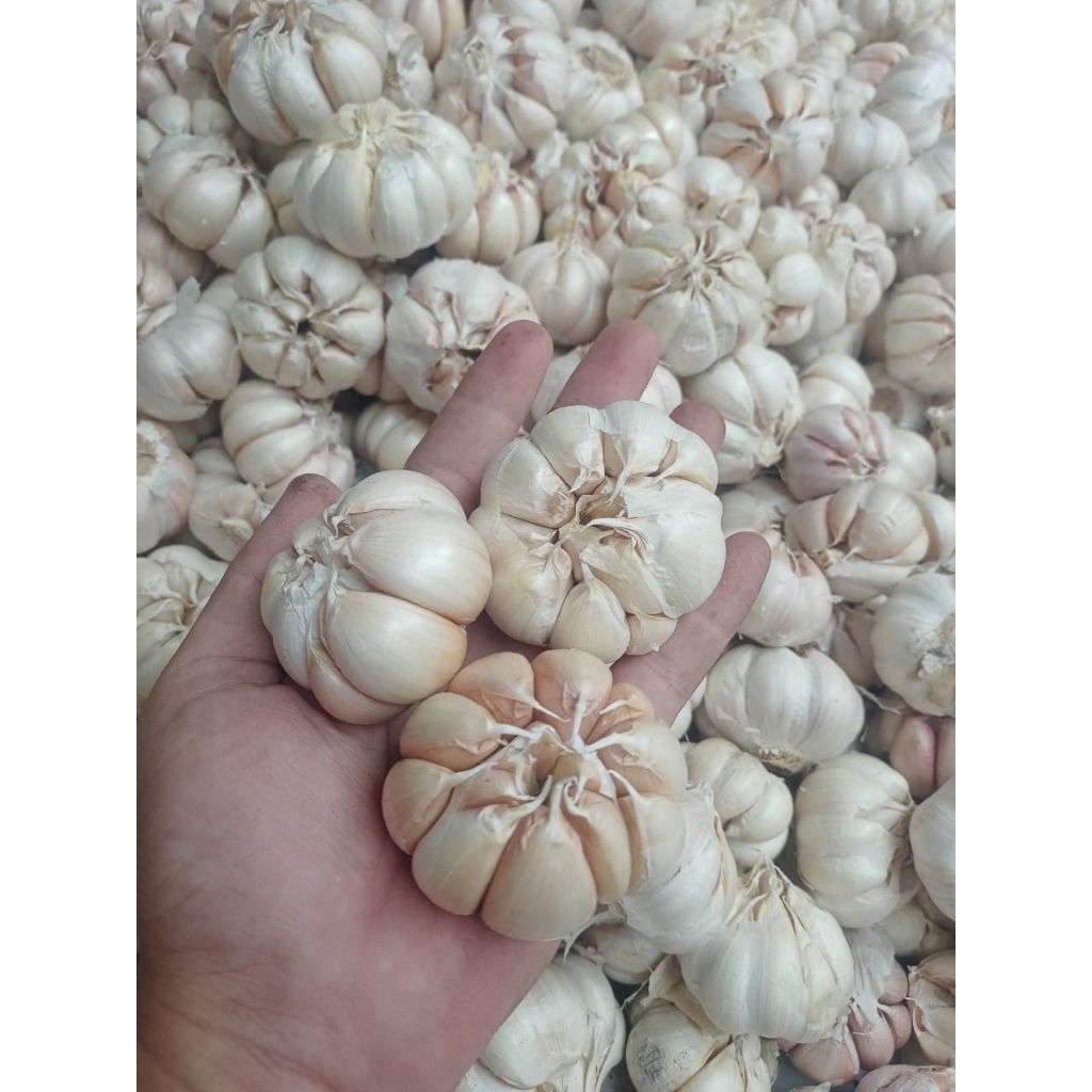 

bawang putih segar