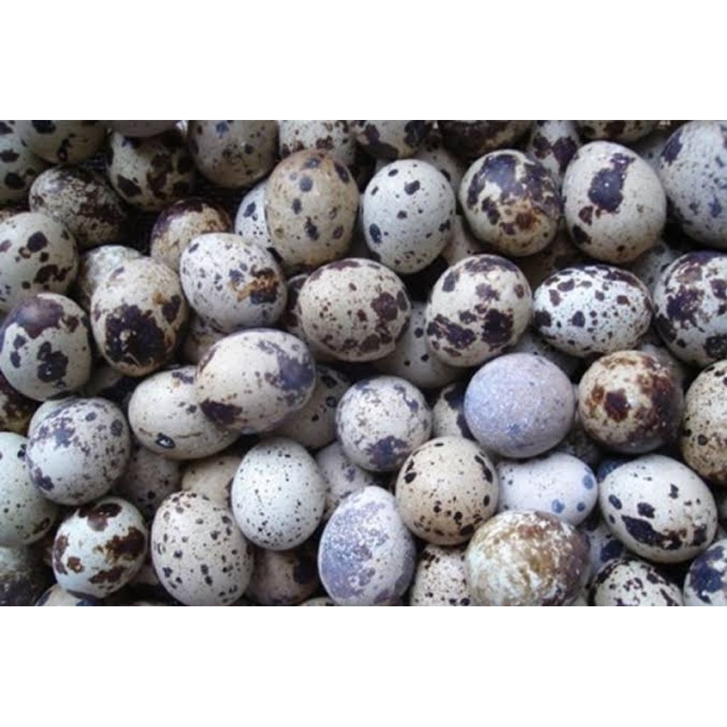 

Telur Puyuh