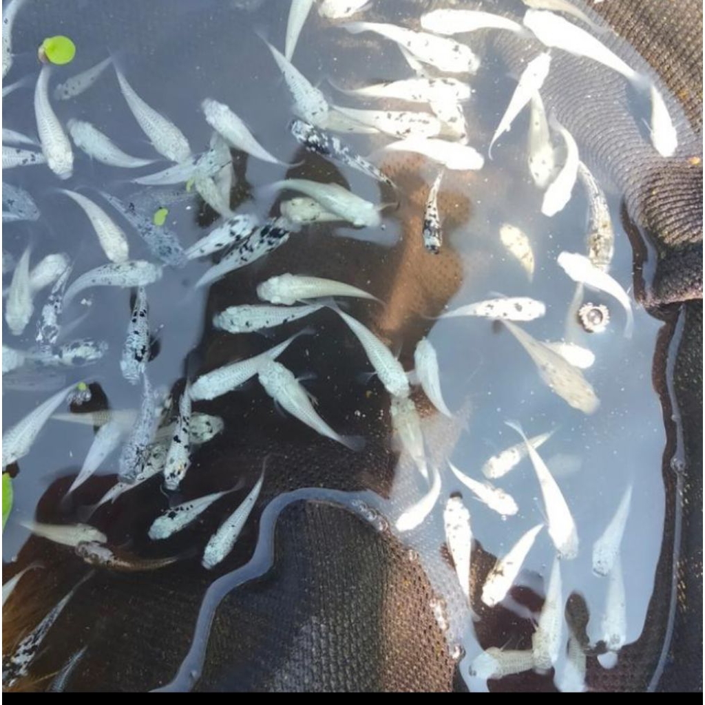 MOLLY PLATINUM MARBLE CAWANG UKURAN 3 CM