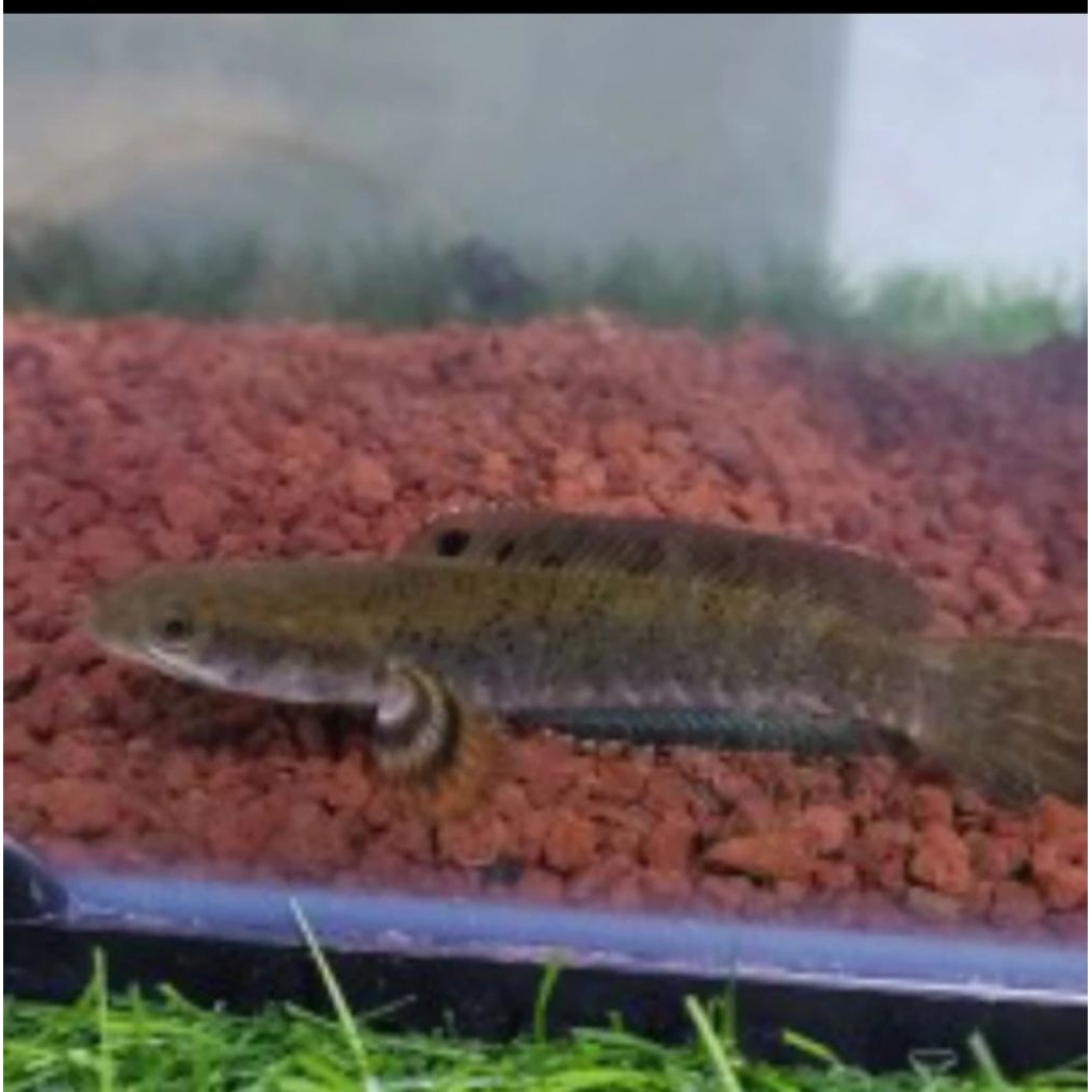 CHANA BLUE PULCHRA UKURAN 15-16 CM