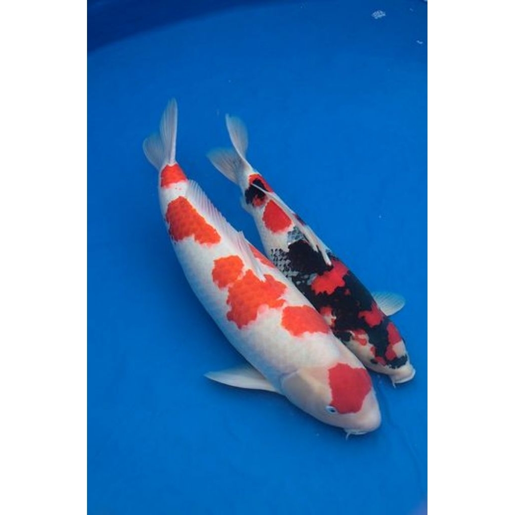 paket 2 ekor koi kohaku dan showa ukuran 17-20