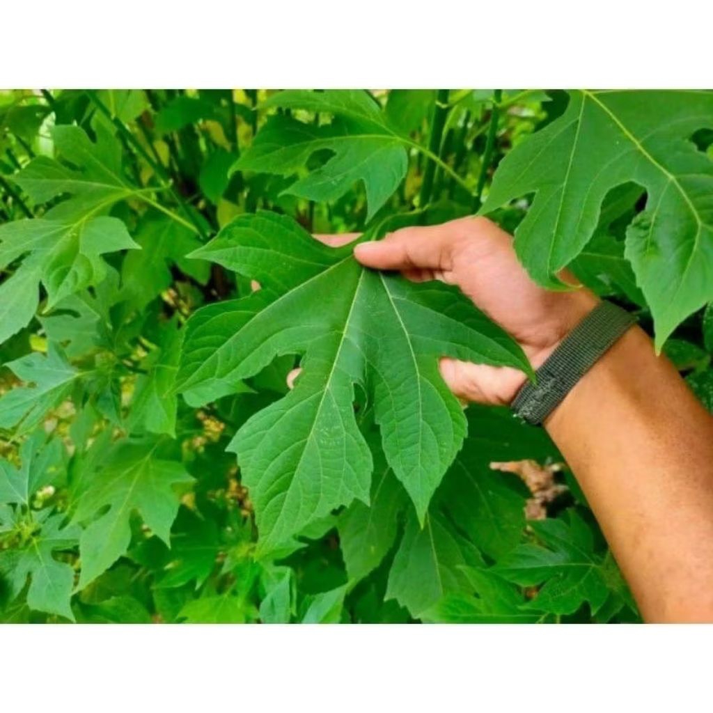 

DAUN INSULIN SEGAR 500GRAM