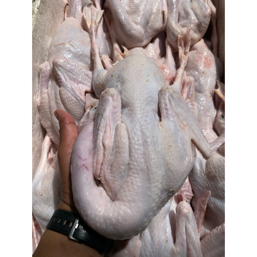 

bebek peking berat 1kg